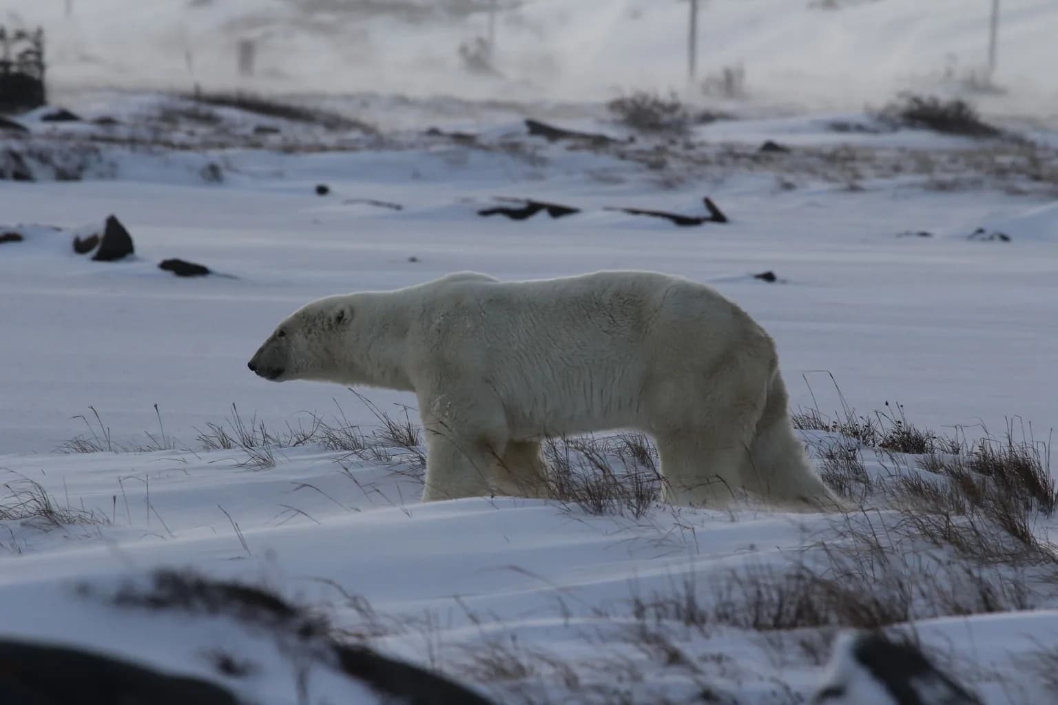 A polar bear walks near Churchill, Manitoba, on the shore of Hudson Bay