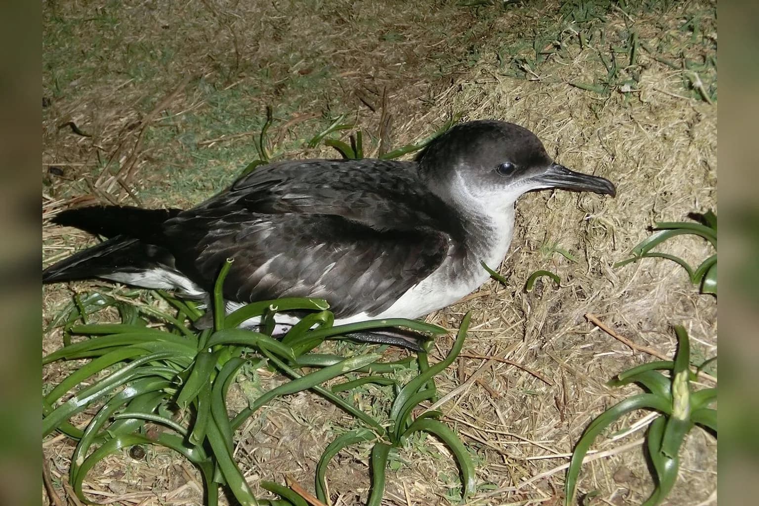 A Manx shearwater in flight over the ocean