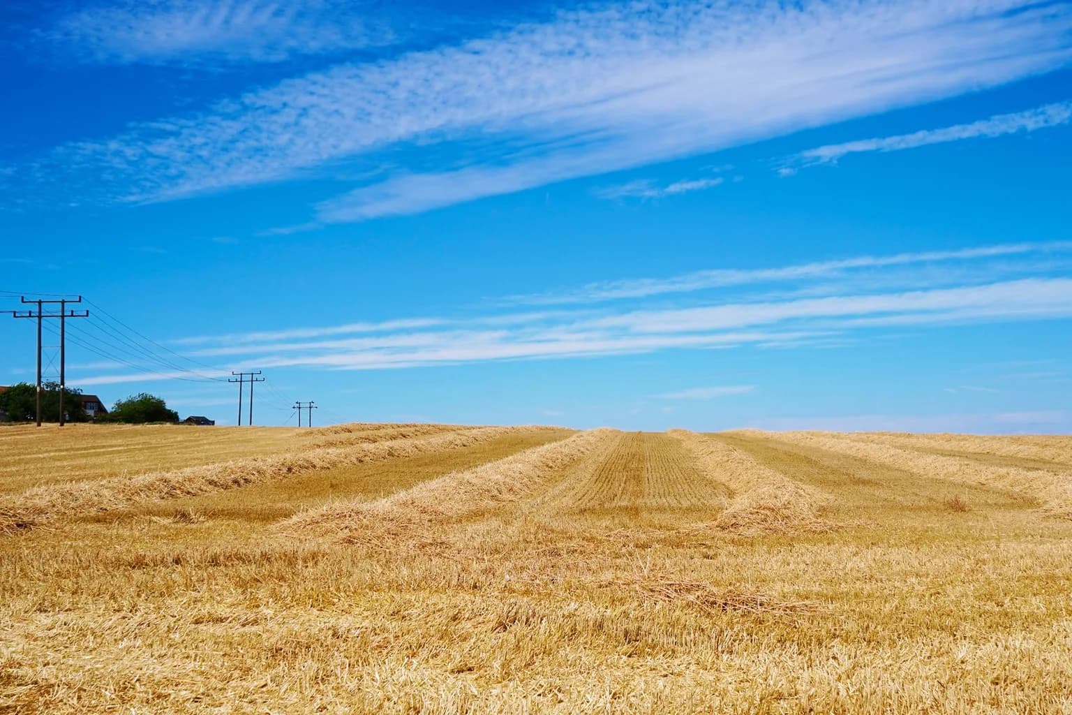 A field of wheat crops growing in the United Kingdom under open sky