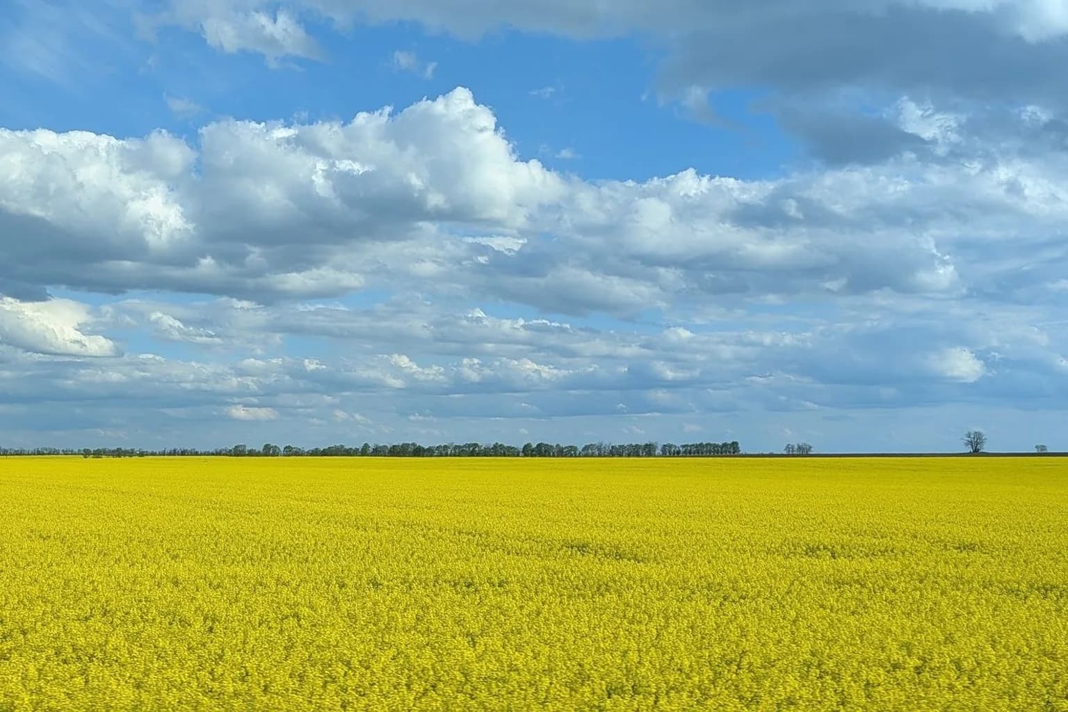 An industrial oilseed processing facility, representative of Ukraine's sunflower oil crushing and export operations