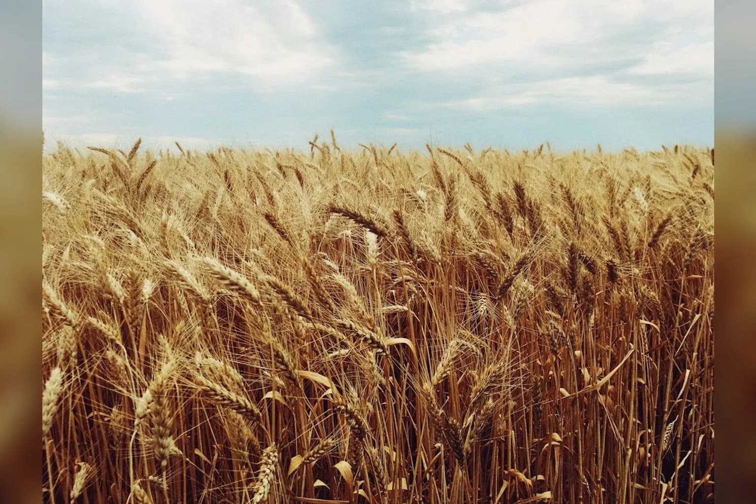 A wide expanse of wheat fields in Ukraine during harvest season