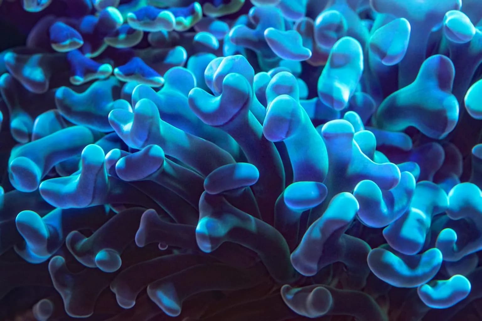 Close-up of coral polyps underwater, showing their textured surfaces and surrounding water