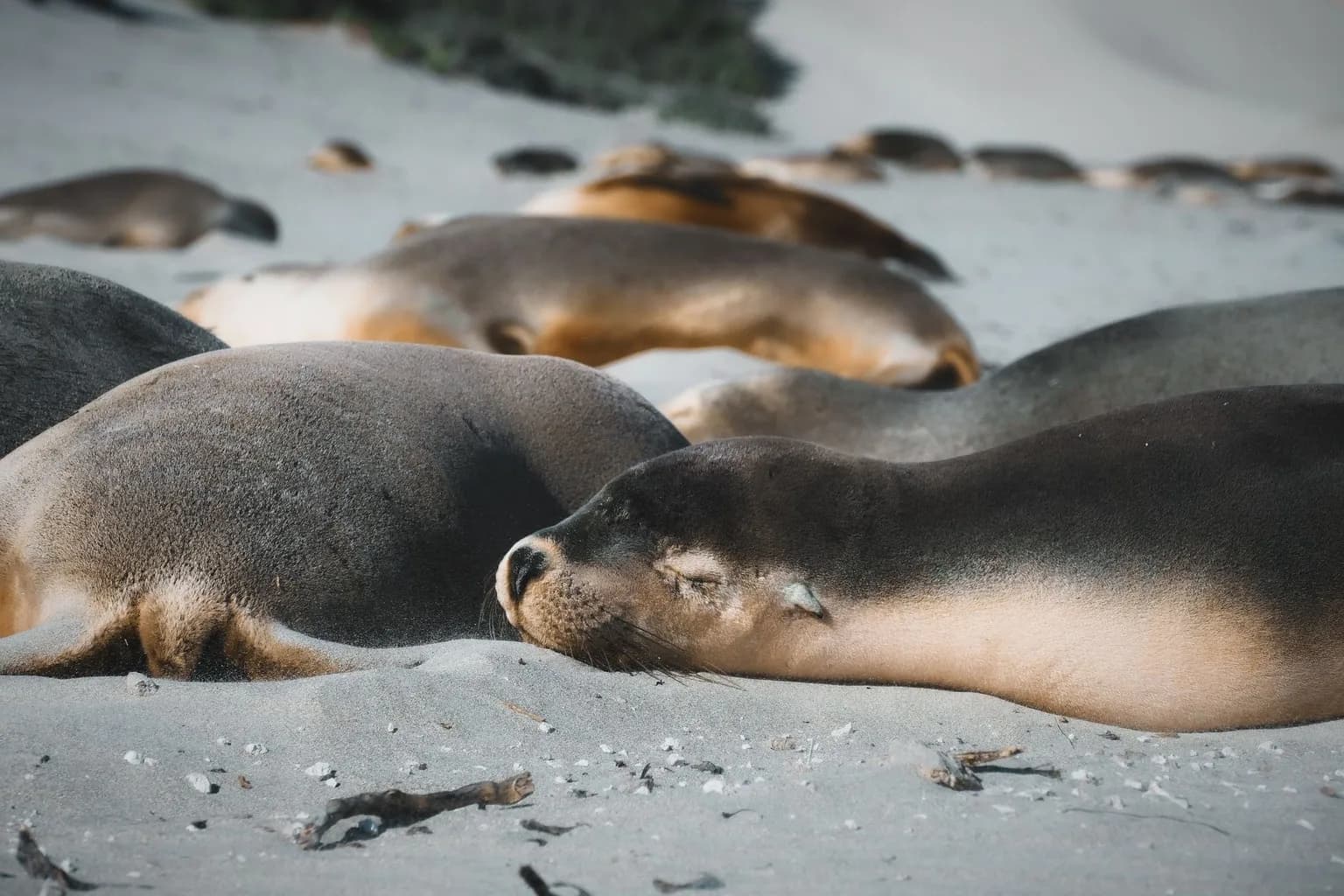 An Australian sea lion resting on a sandy beach in Western Australia