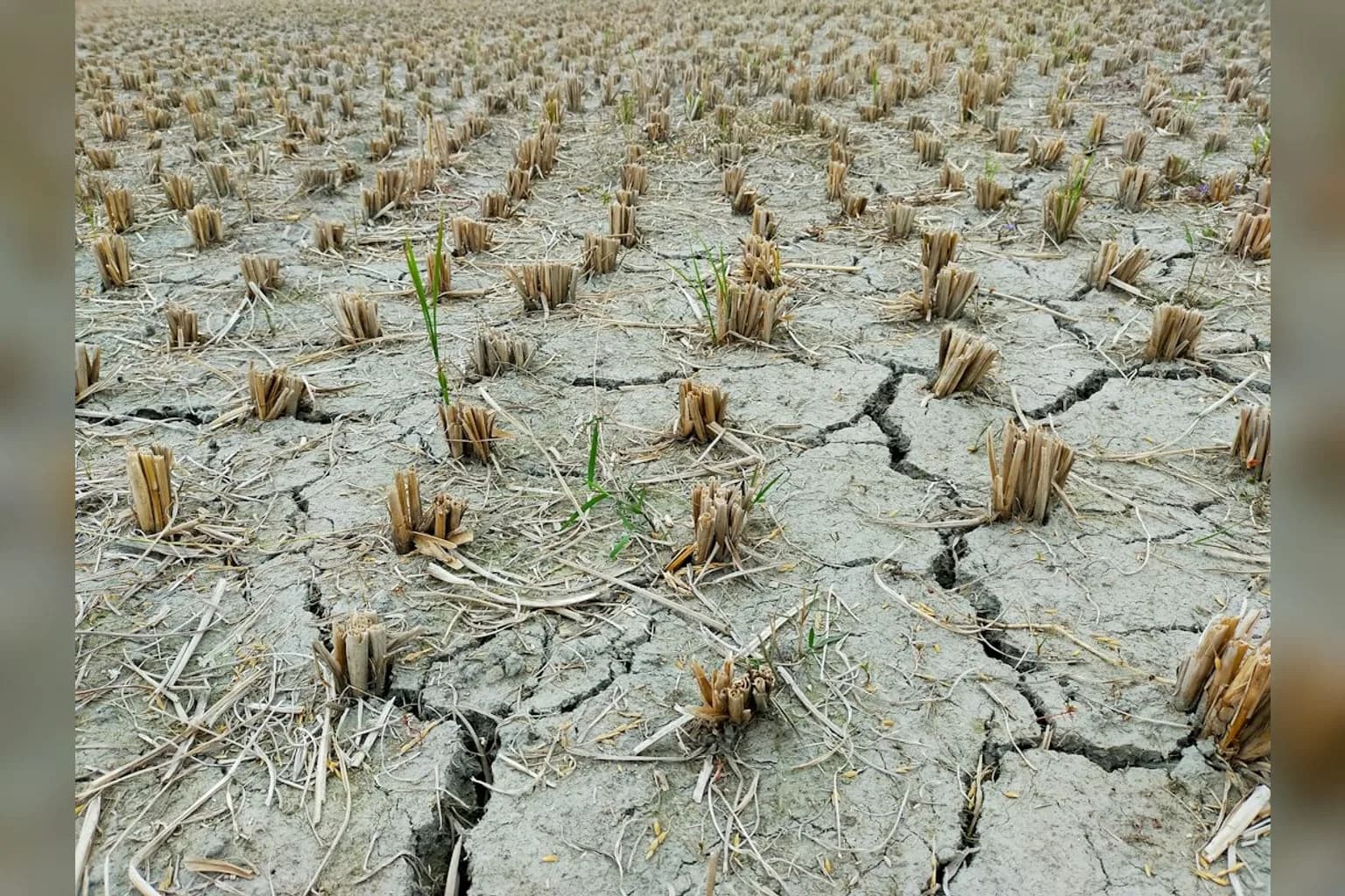 Parched, cracked farmland in Europe during summer drought conditions