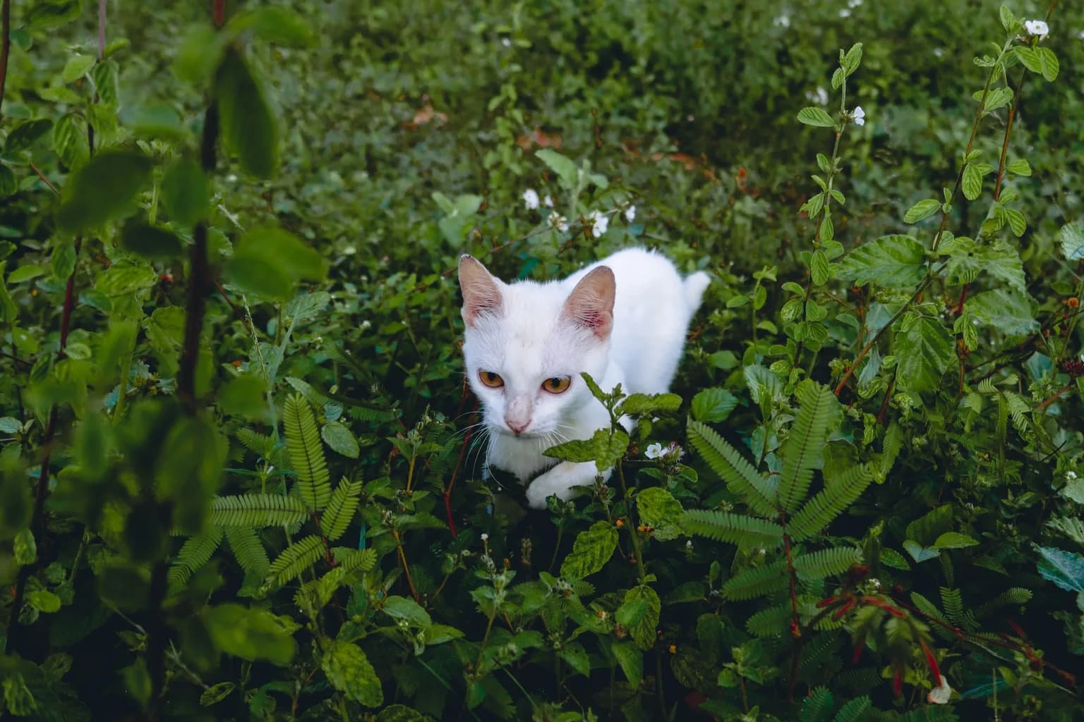 Tigrino, the only confirmed living specimen of Leopardus tilcayo, a spotted wild cat at Senda Verde Wildlife Sanctuary in Bolivia
