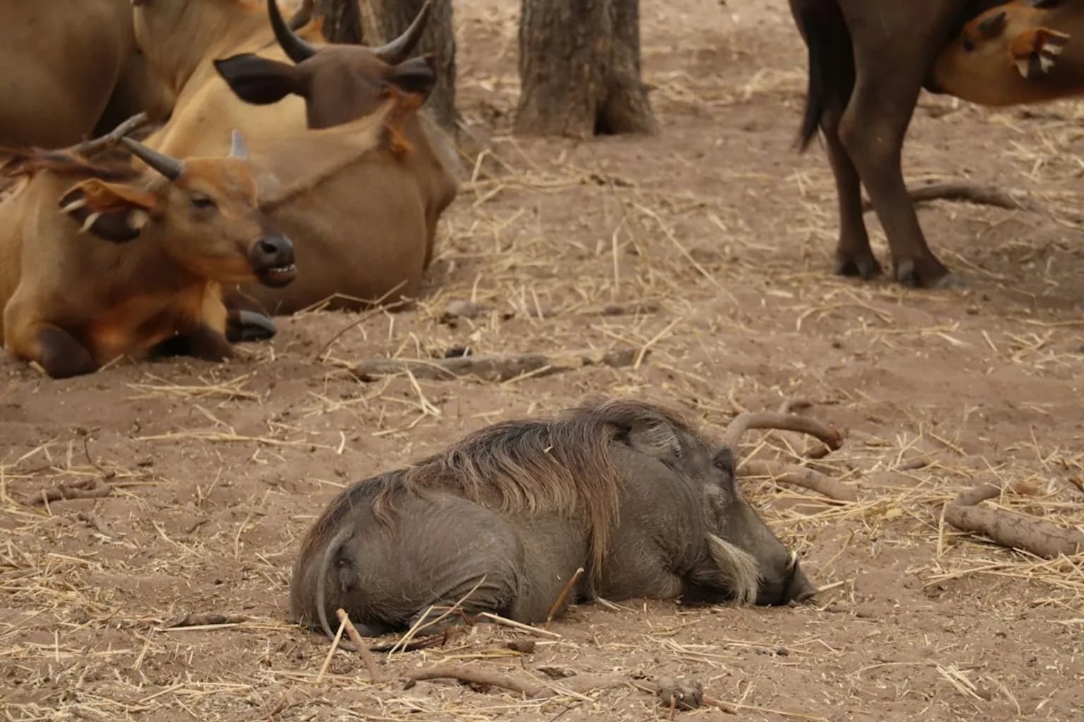 Pigs at a farm in sub-Saharan Africa, representative of the livestock affected by African swine fever outbreaks in the region