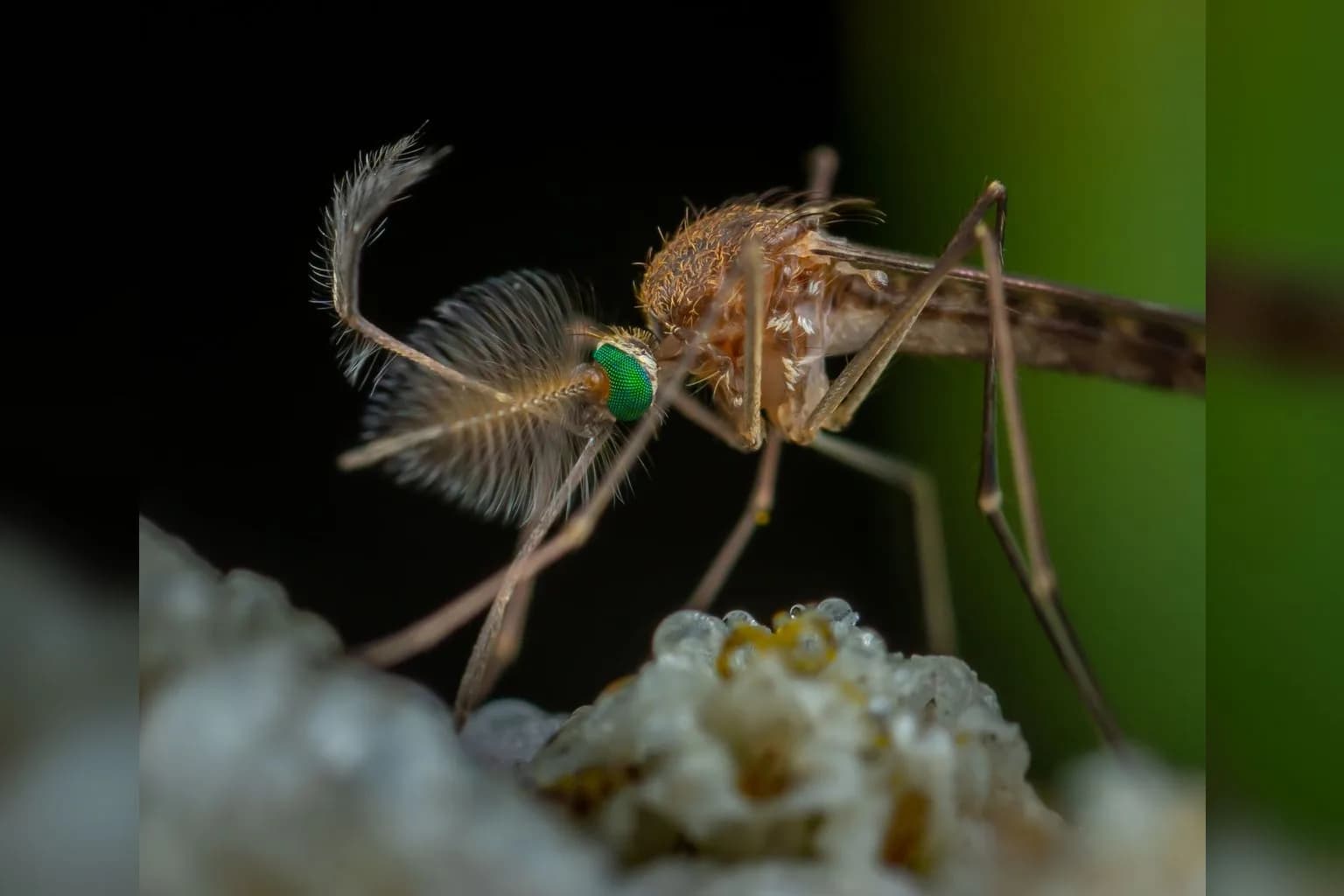 Close-up of a Culex mosquito, the primary vector of West Nile virus