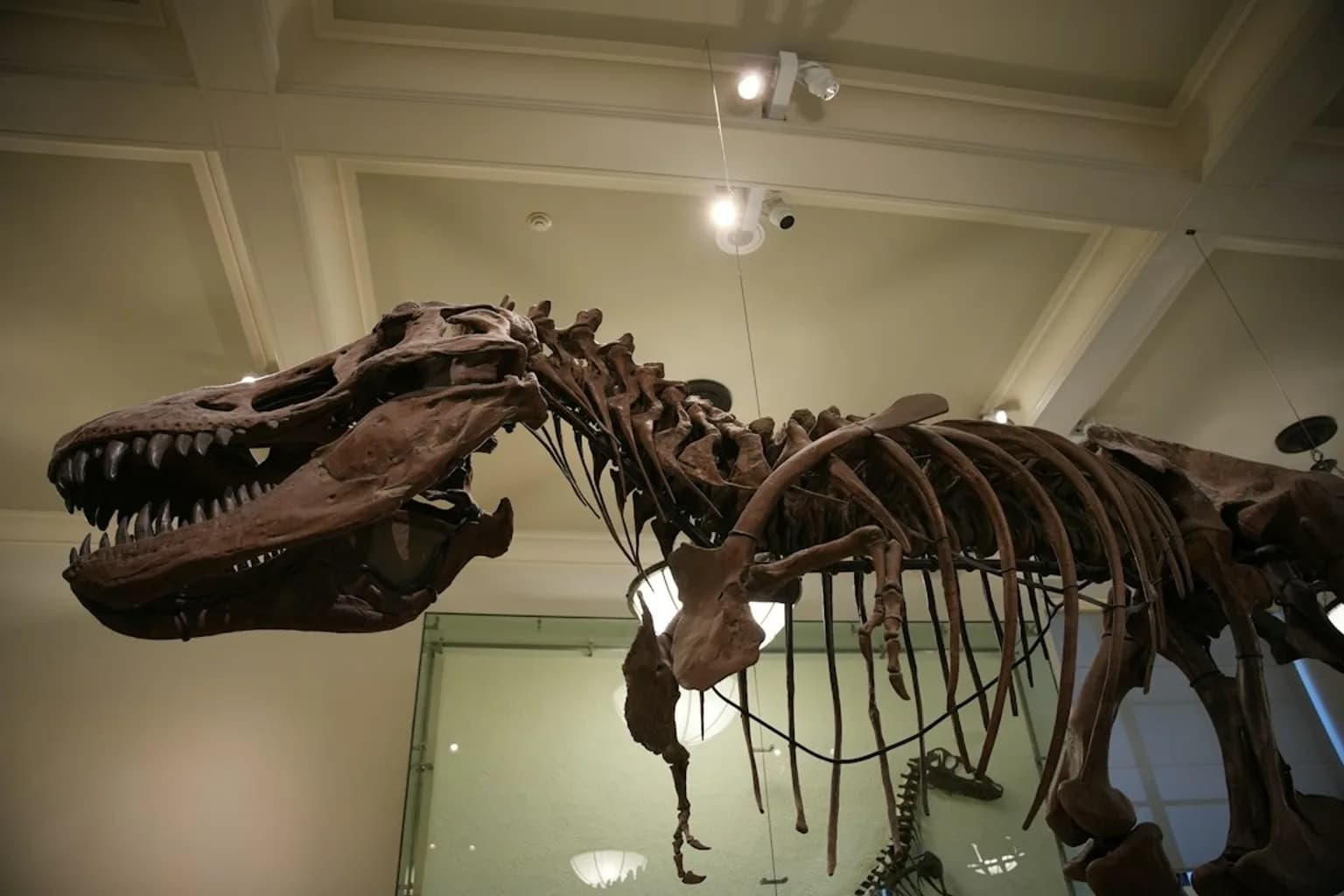 A fossilised Tyrannosaurus rex skeleton on display in a museum