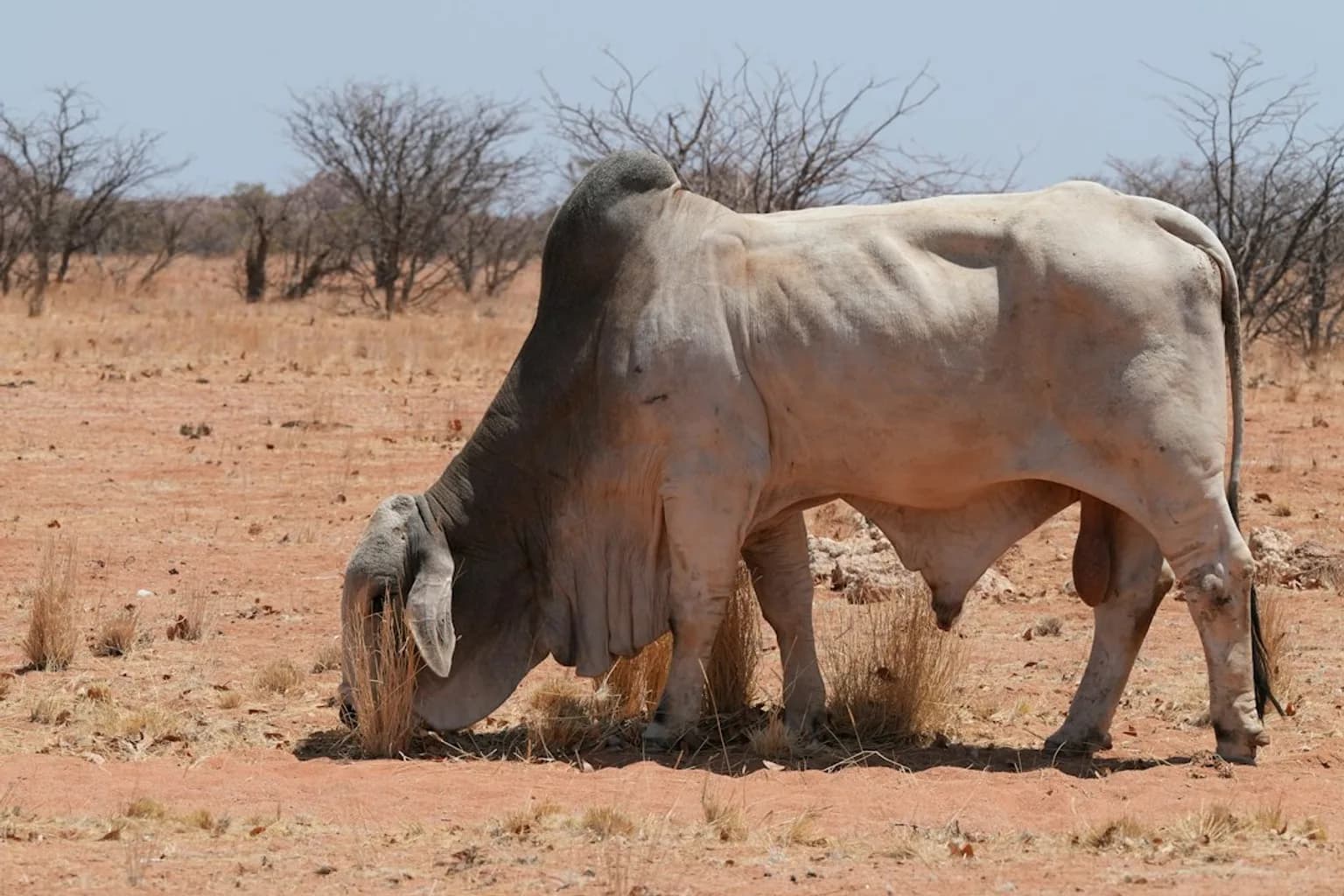 Cattle grazing on a Namibian farm in an arid landscape