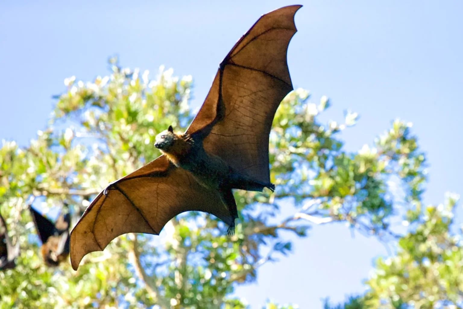 A bat in flight, wings fully extended against a dark background