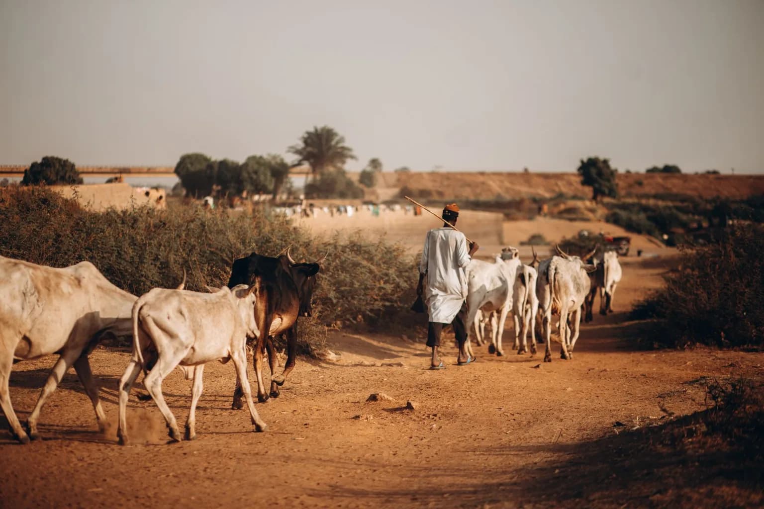 Cracked dry earth in the Sahel region of Africa during extreme heat conditions