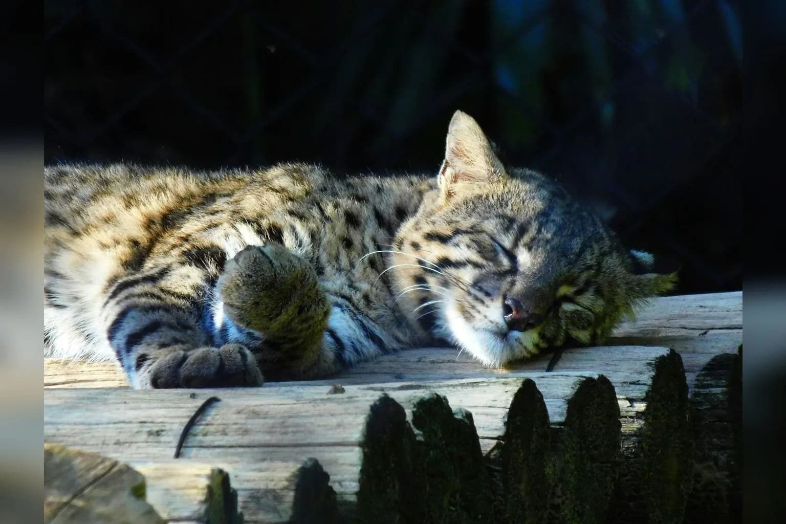 Tigrino, the tilcayo (Leopardus tilcayo), a small spotted wild cat at La Senda Verde Animal Refuge in Bolivia's Nor Yungas region