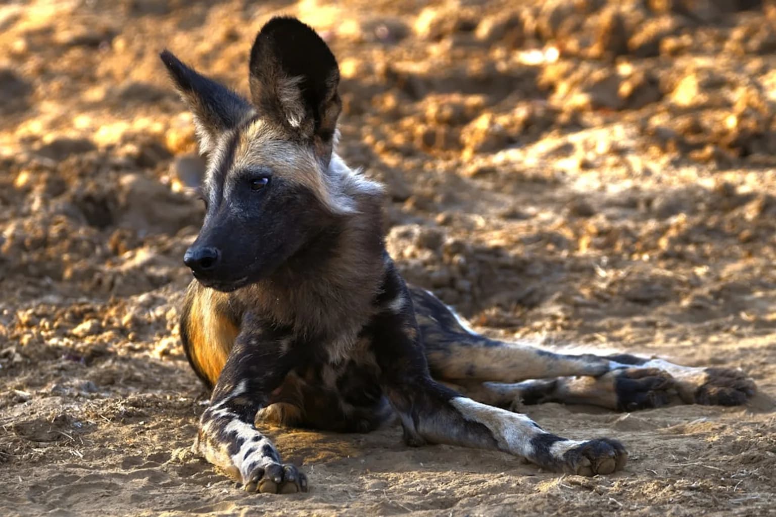 A pack of African wild dogs in the Zambian wilderness