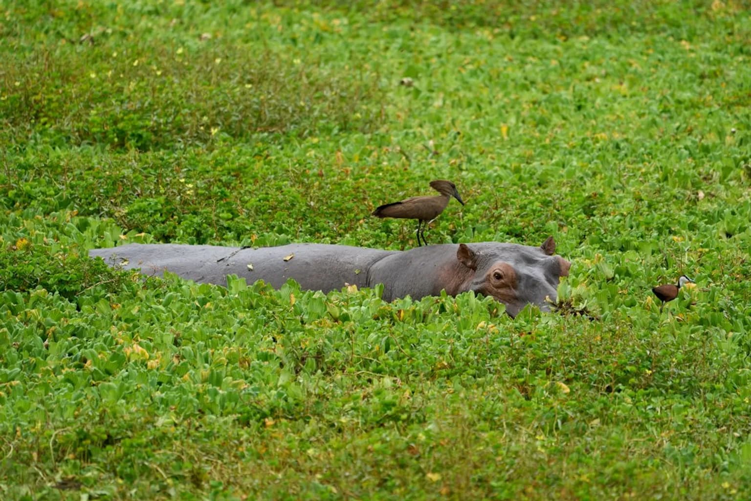 Hippos resting in a river in Zambia
